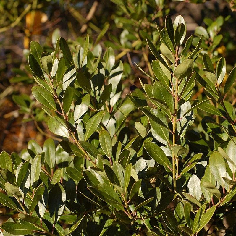 Ilex glabra 'Compacta' ~ Compact Inkberry-ServeScape