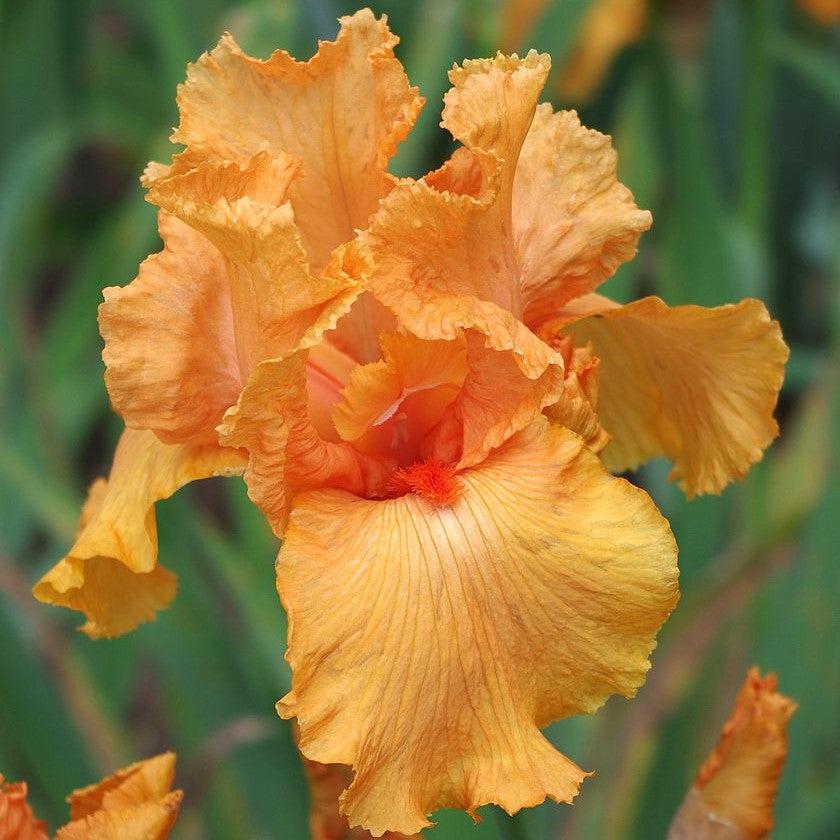 Iris germanica 'Many Mahalos' ~ Many Mahalos Bearded Iris-ServeScape