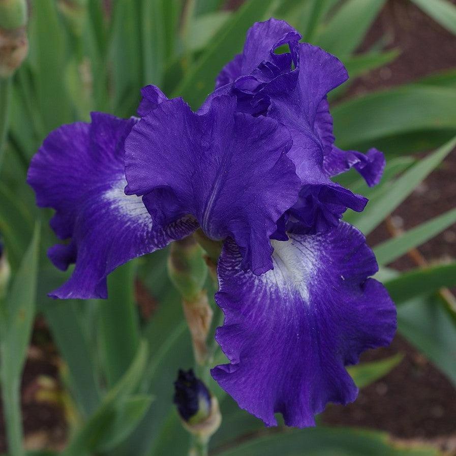 Iris germanica 'Starwoman' ~ Starwoman Bearded Iris-ServeScape