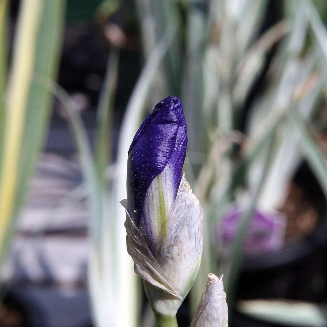Iris pallida 'Argentea Variegata' ~ Variegated Sweet Iris-ServeScape