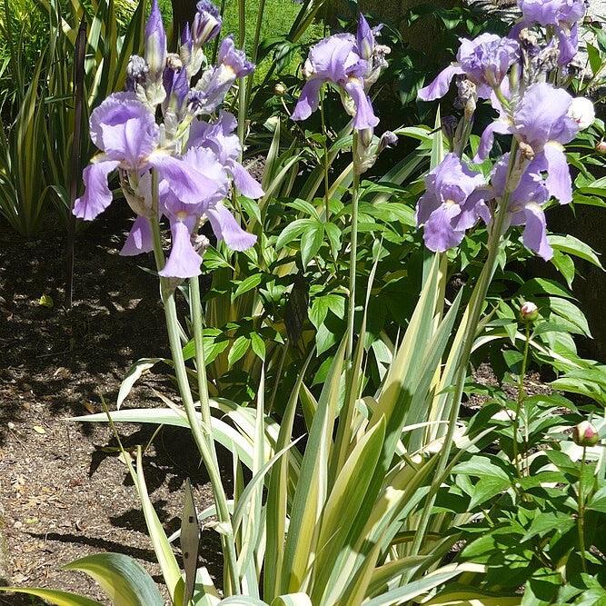 Iris pallida 'Aureo Variegata' ~ Gold Variegated Zebra Iris-ServeScape