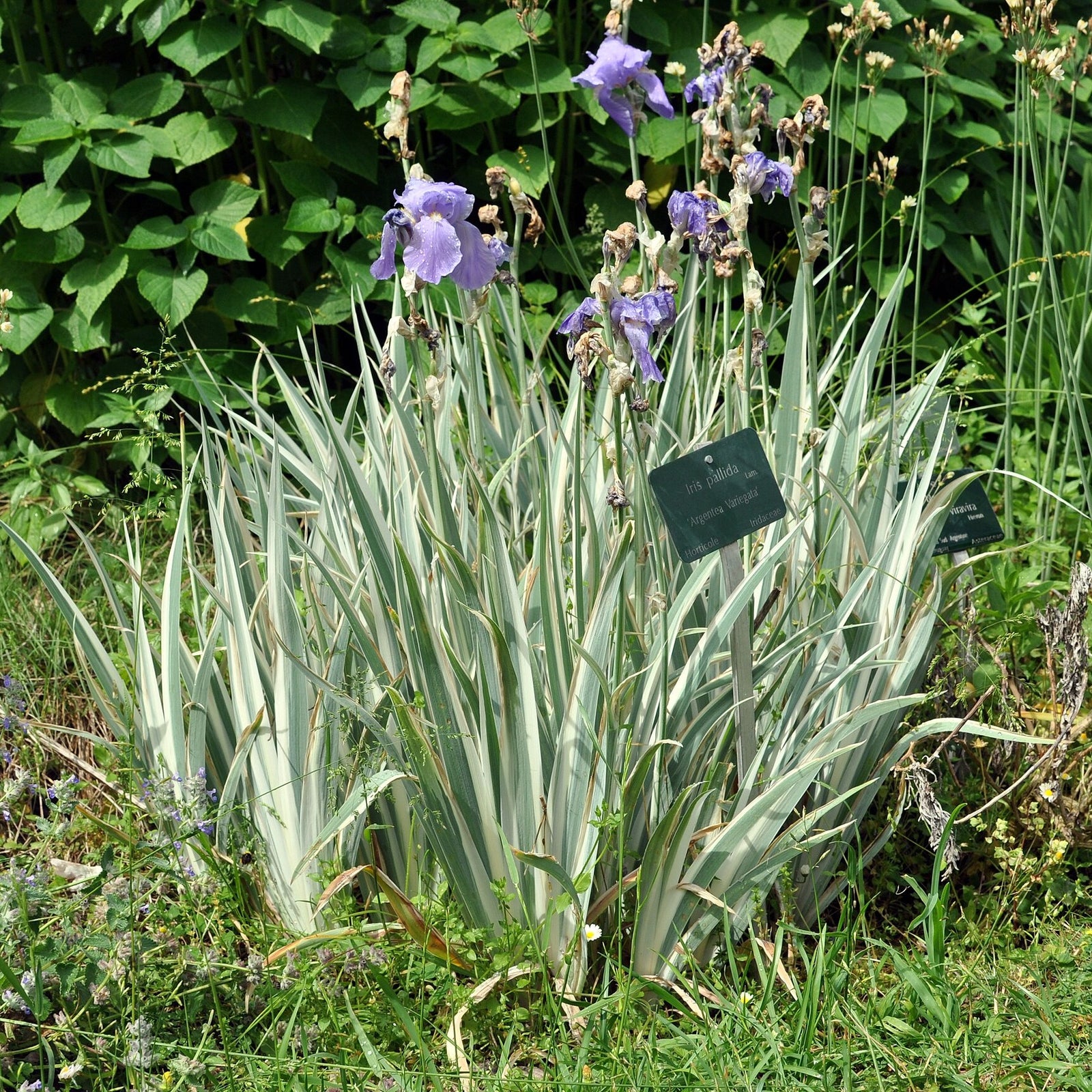 Iris pallida 'Argentea Variegata' ~ Variegated Sweet Iris-ServeScape