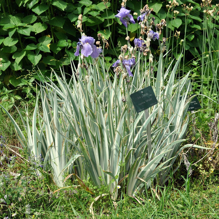 Iris pallida 'Argentea Variegata' ~ Variegated Sweet Iris-ServeScape