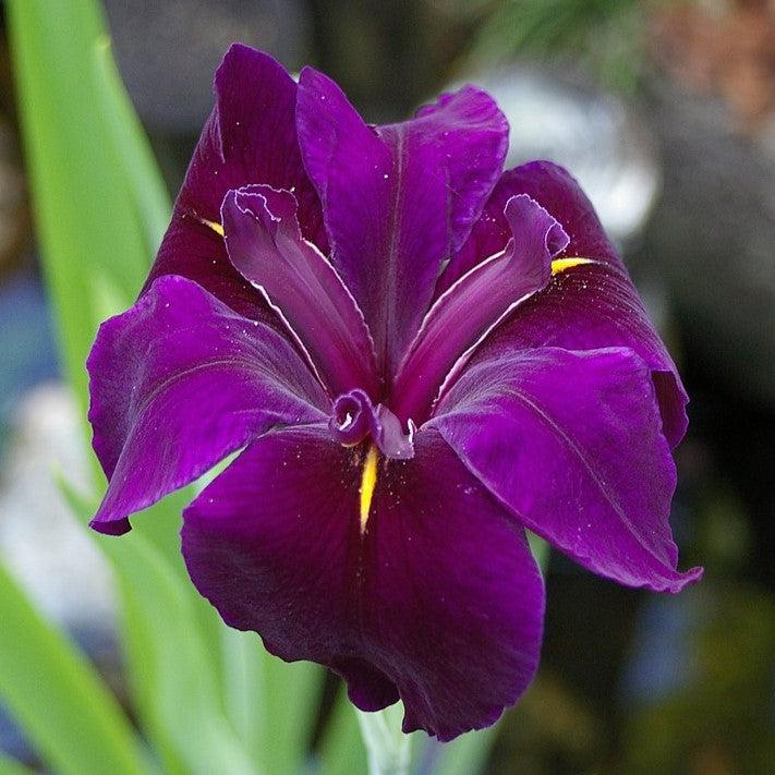 Iris 'Black Gamecock' ~ Black Gamecock Louisiana Iris-ServeScape