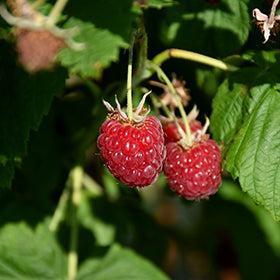 Rubus idaeus 'Canby' ~ Canby Summer-bearing Raspberry-ServeScape