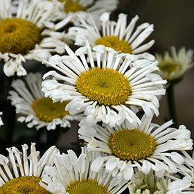 Leucanthemum x superbum 'Sweet Daisy Sofie' ~ Sweet Daisy® Sofie Shasta Daisy-ServeScape