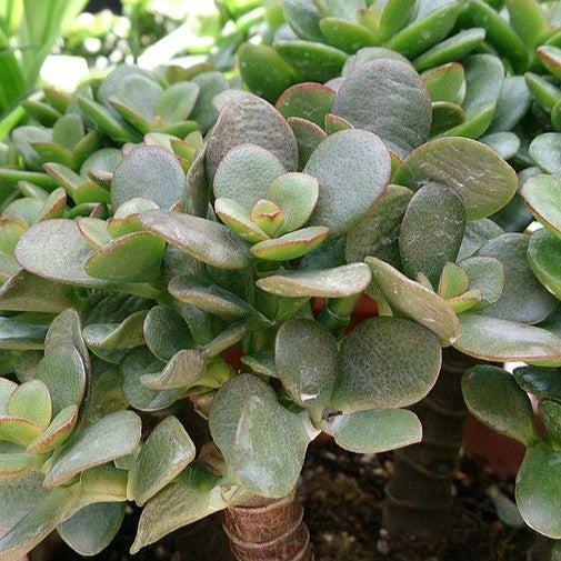 Crassula ovata 'Sunset' ~ Sunset Jade Plant-ServeScape