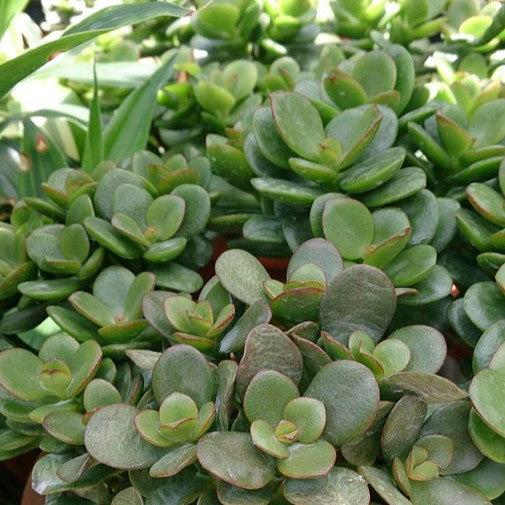 Crassula ovata 'Sunset' ~ Sunset Jade Plant-ServeScape