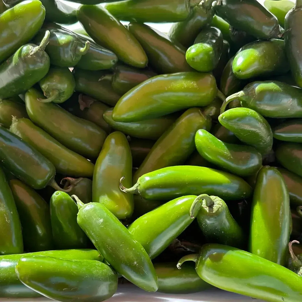 Capsicum annuum ‘Jalapeño M’ ~ Jalapeño M Pepper-ServeScape