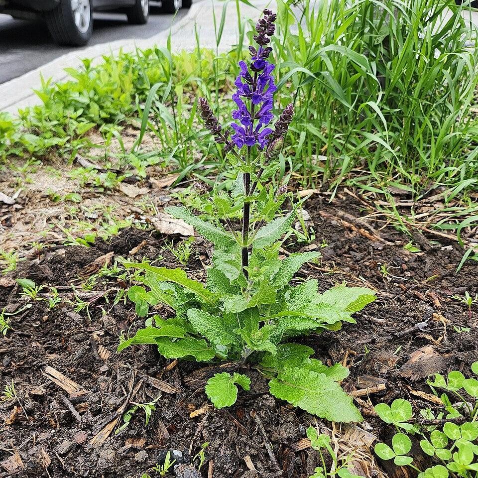Salvia nemorosa 'Noble Knight' ~ Monrovia® Noble Knight Meadow Sage-ServeScape