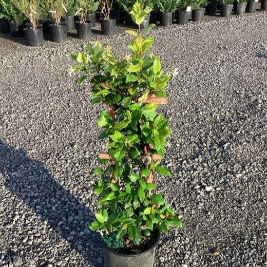 Trachelospermum jasminoides ~ Confederate Jasmine, Star Jasmine-ServeScape