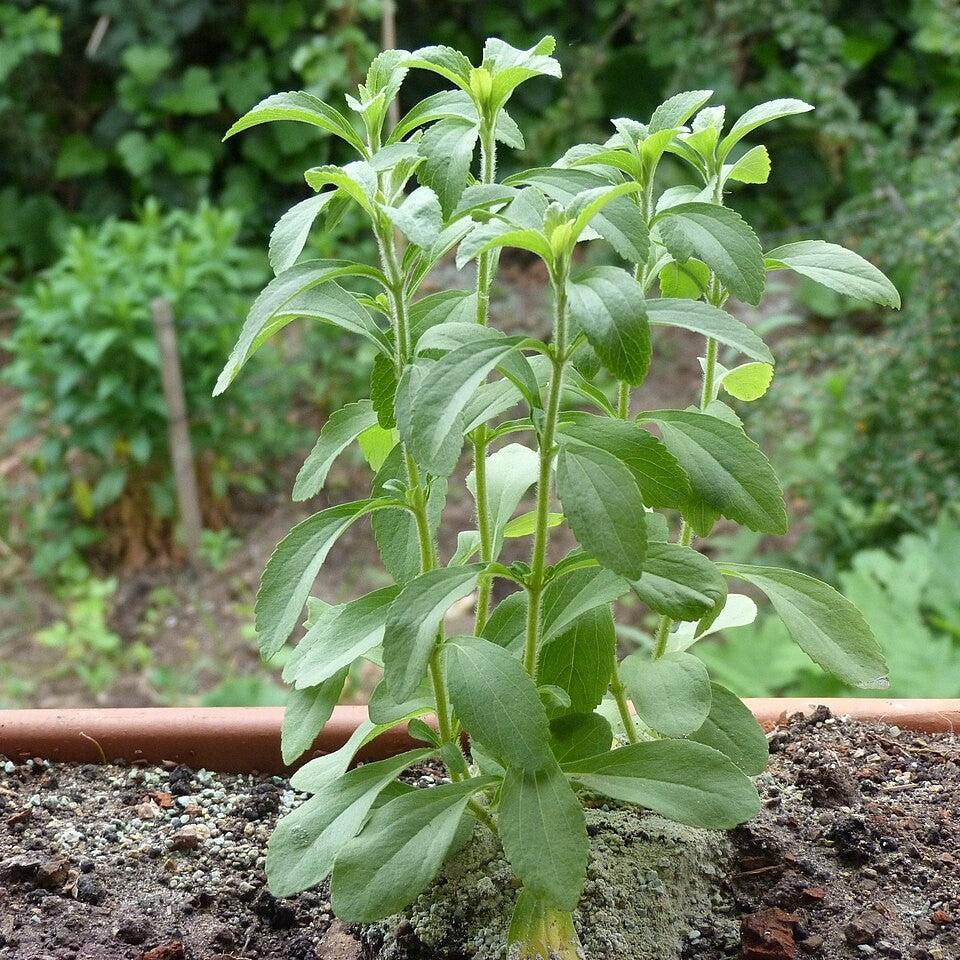 Stevia rebaudiana ~ Sugarleaf Stevia-ServeScape
