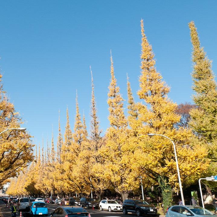 Ginkgo biloba 'Fastigiata' ~ Fastigiata Ginkgo-ServeScape