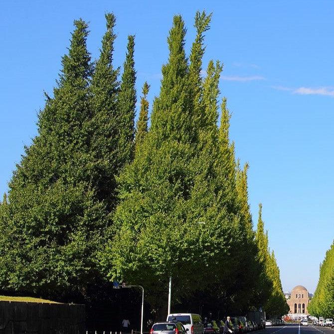 Ginkgo biloba 'Fastigiata' ~ Fastigiata Ginkgo-ServeScape