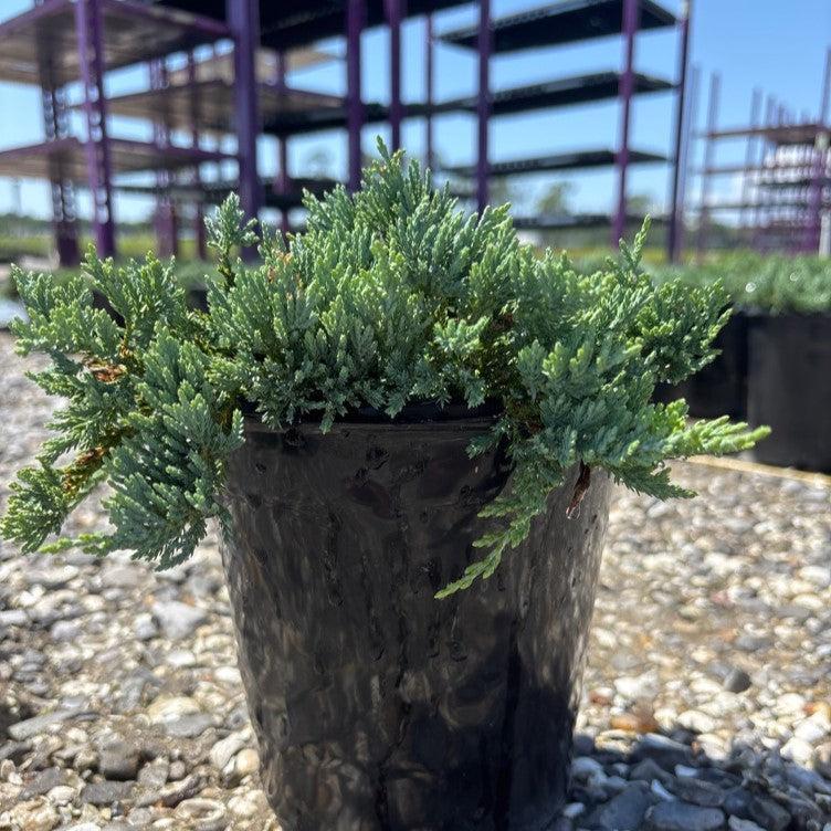 Juniperus horizontalis 'Wiltonii' ~ Blue Rug Juniper-ServeScape