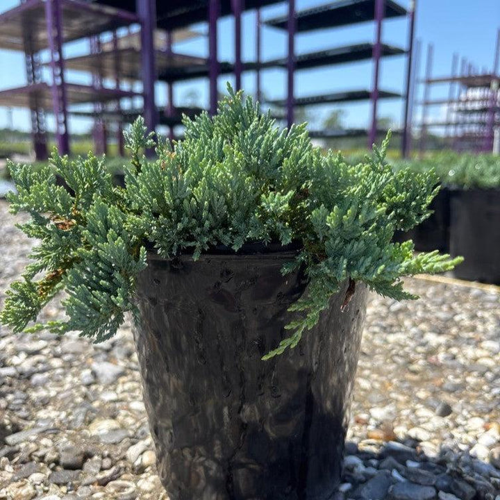 Juniperus horizontalis 'Wiltonii' ~ Blue Rug Juniper-ServeScape