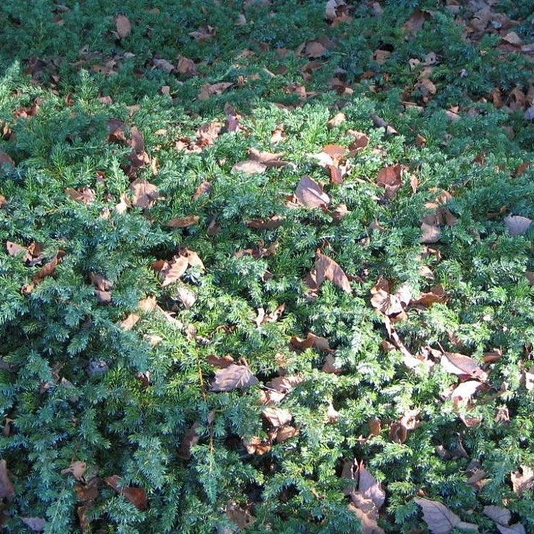 Juniperus conferta 'Blue Lagoon' ~ Blue Lagoon Shore Juniper-ServeScape