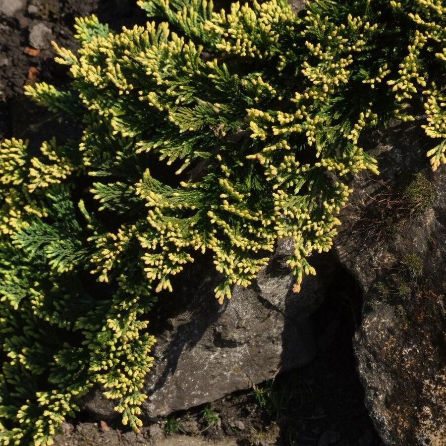 Juniperus horizontalis 'Golden Carpet' ~ Golden Carpet Creeping Juniper-ServeScape