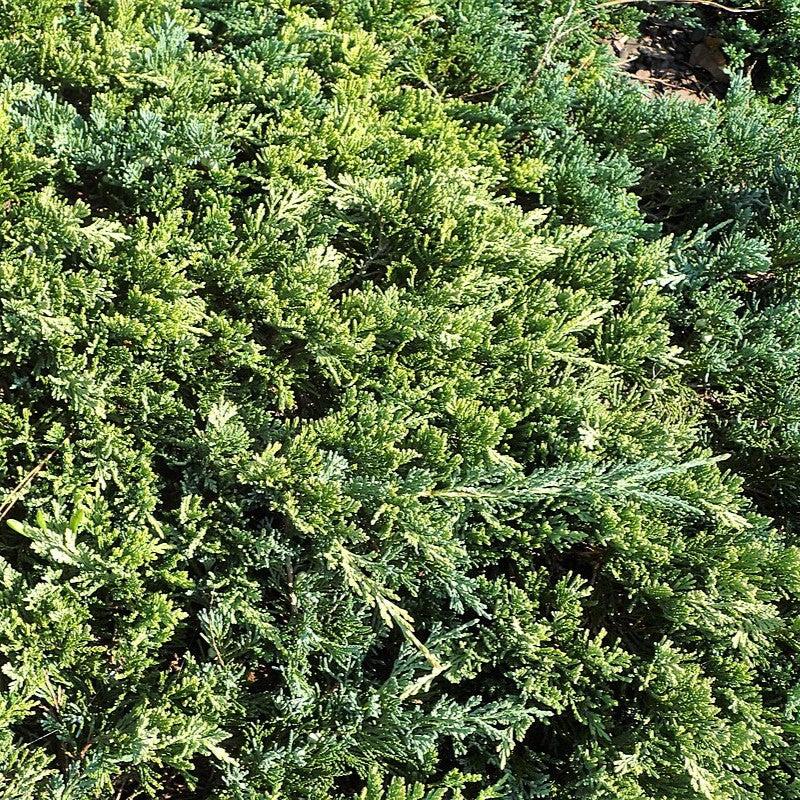 Juniperus horizontalis 'Golden Carpet' ~ Golden Carpet Creeping Juniper-ServeScape