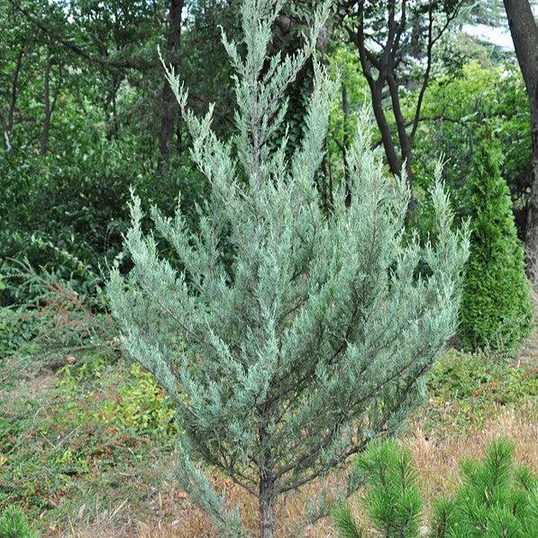 Juniperus scopulorum 'Moonglow' ~ Moonglow Juniper-ServeScape
