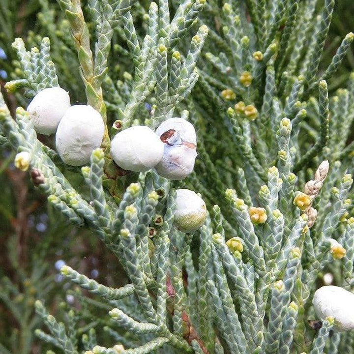 Juniperus scopulorum 'Blue Arrow' ~ Blue Arrow Juniper-ServeScape