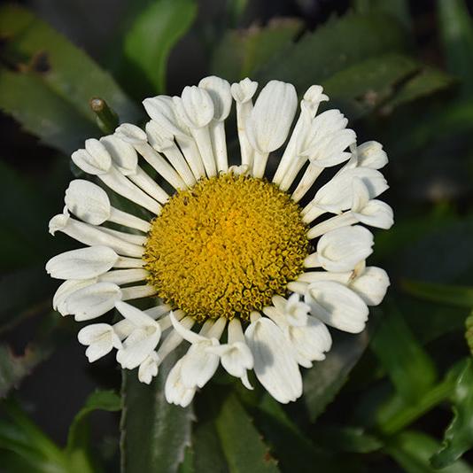 Leucanthemum x superbum 'Sweet Daisy Sofie' ~ Sweet Daisy® Sofie Shasta Daisy-ServeScape