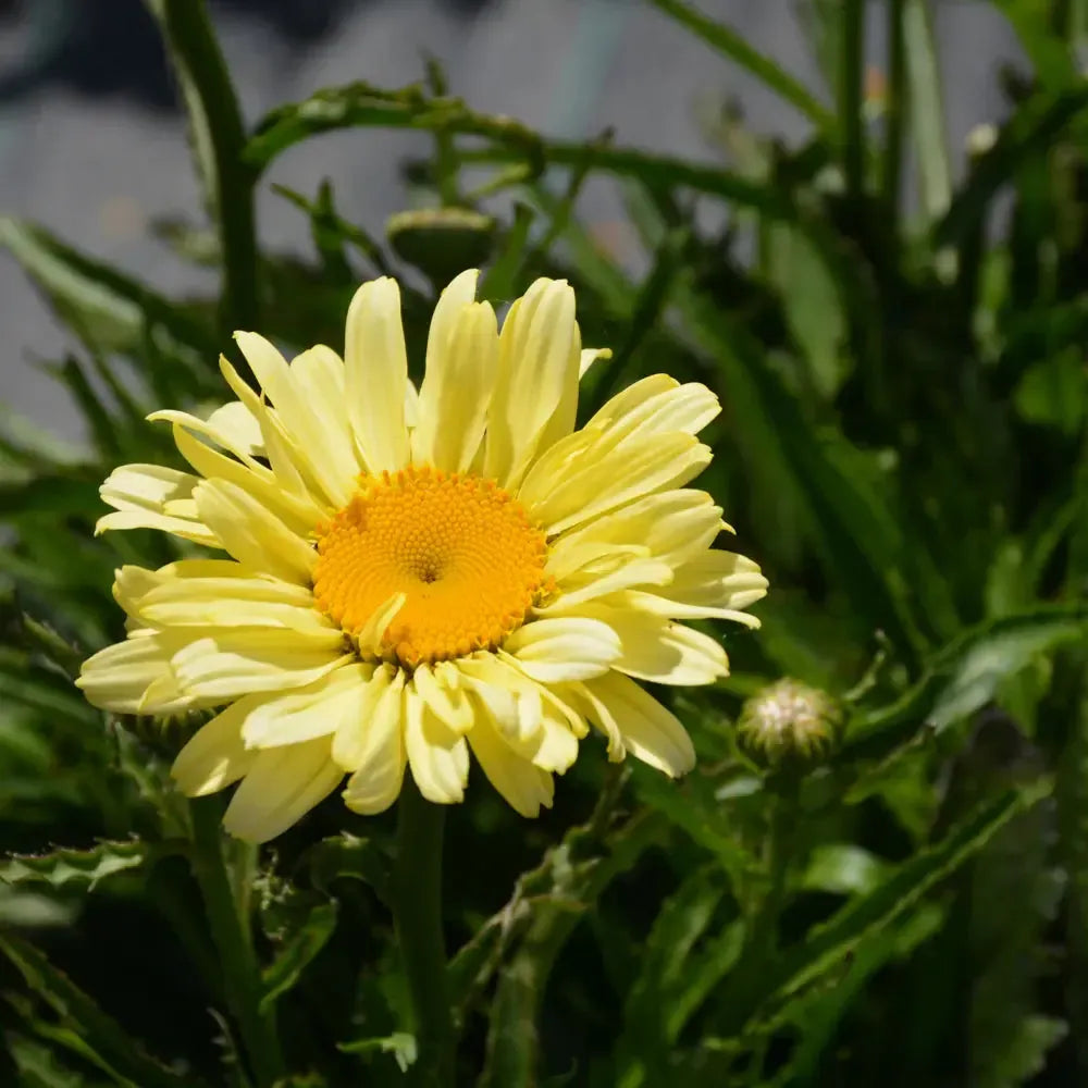 Leucanthemum x superbum 'Sweet Daisy Izabel' ~ Sweet Daisy® Izabel Shasta Daisy-ServeScape