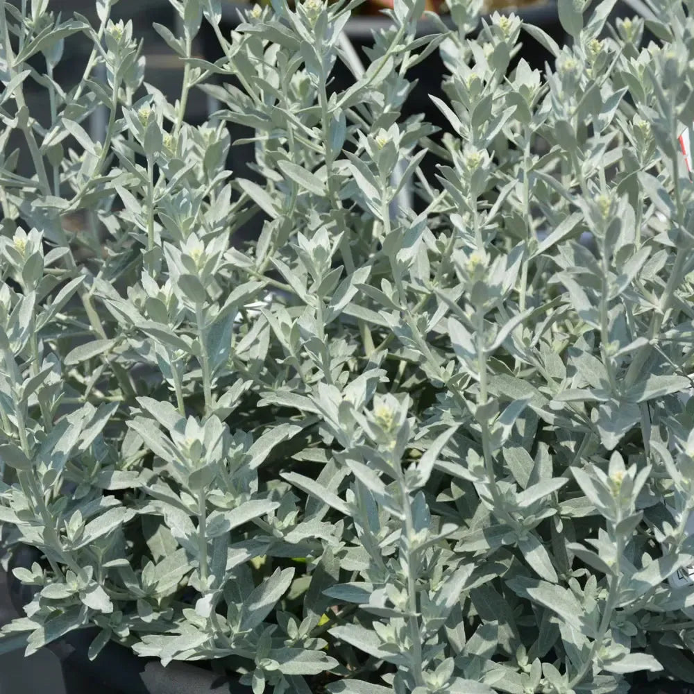 Artemisia Garden Ghost™ PP33773 ~ Garden Ghost™ Wormwood-ServeScape