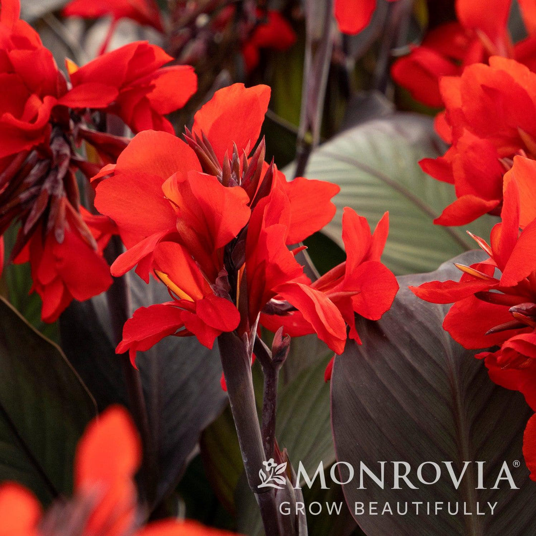 Canna x generalis 'Cannova Bronze Scarlet' ~ Monrovia® CANNOVA® Bronze Scarlet Canna Lily-ServeScape