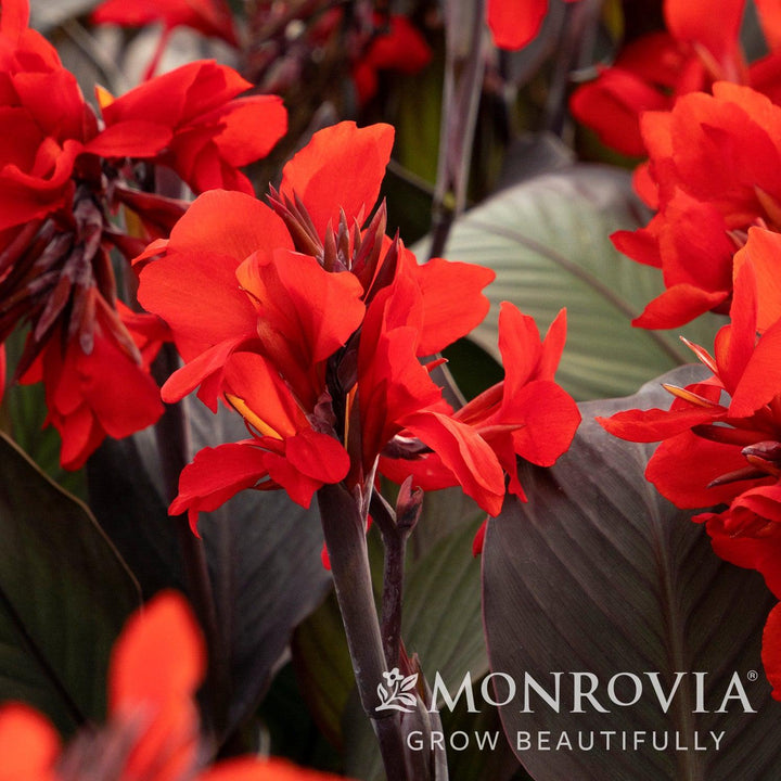 Canna x generalis 'Cannova Bronze Scarlet' ~ Monrovia® CANNOVA® Bronze Scarlet Canna Lily-ServeScape