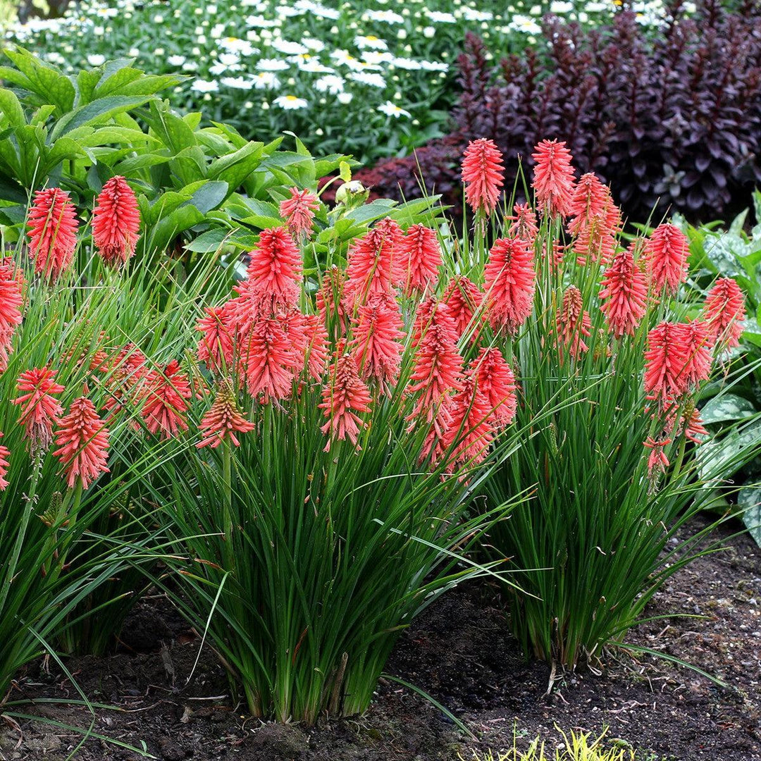 Kniphofia 'Poco Red' ~ Poco™ Red Dwarf Red Hot Poker-ServeScape