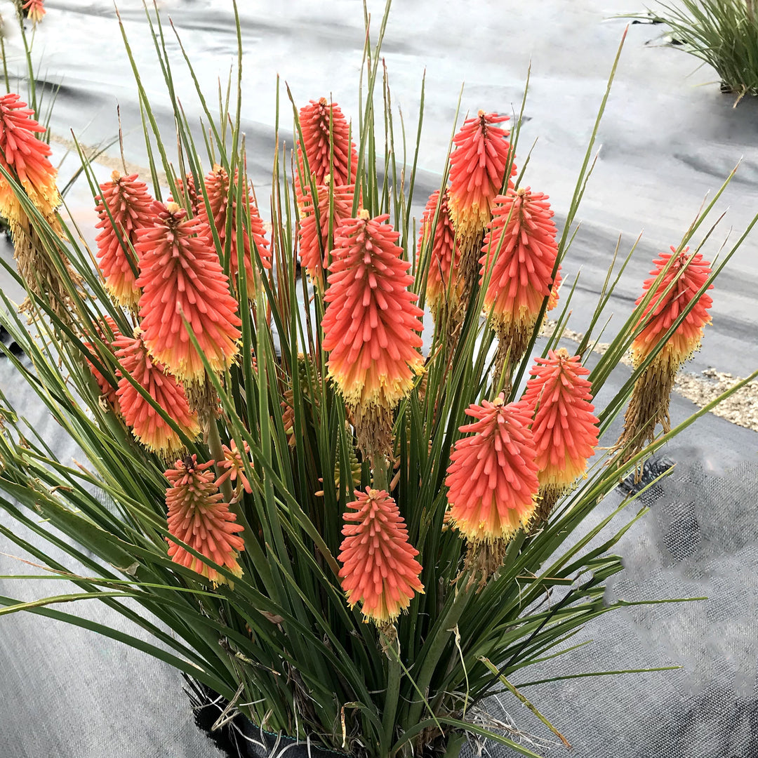 Kniphofia 'Rocket Jr' ~ Rocket Jr Torch Lily, Red-Hot Poker-ServeScape