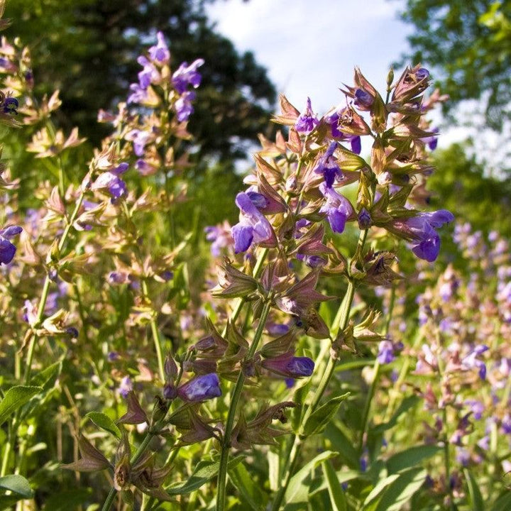 Salvia officinalis ~ Common Sage-ServeScape