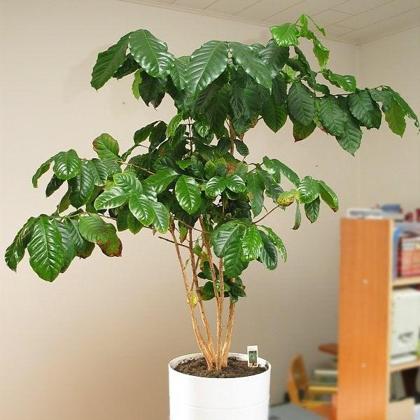 Coffea arabica ~ Coffee-ServeScape