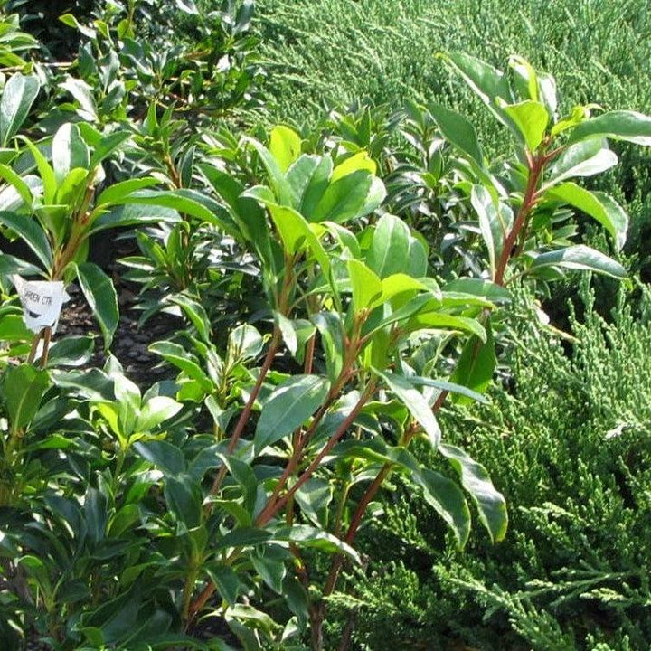 Kalmia latifolia 'Olympic Fire' ~ Olympic Fire Mountain Laurel-ServeScape