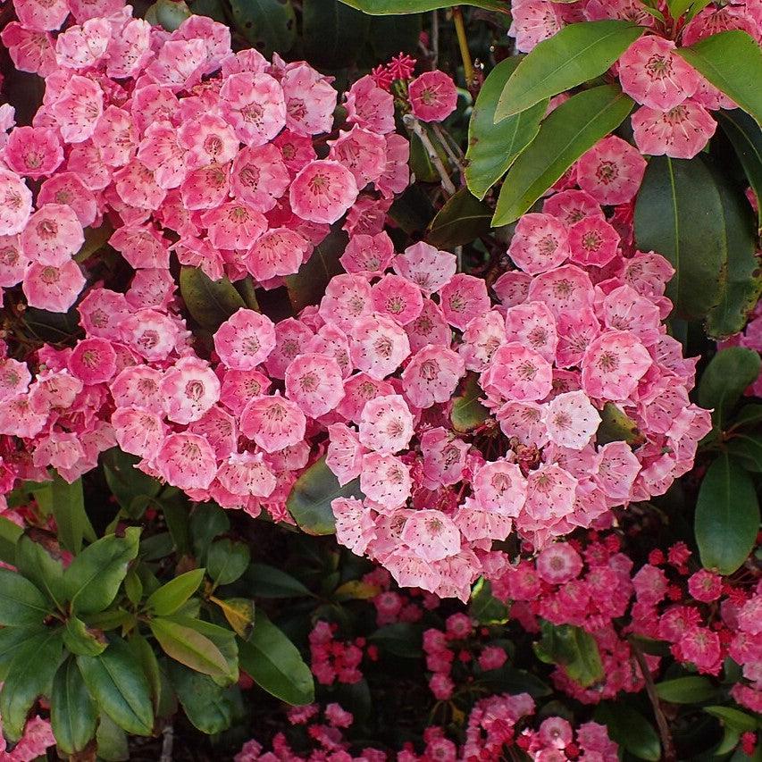 Kalmia latifolia 'Sarah' ~ Sarah Mountain Laurel-ServeScape