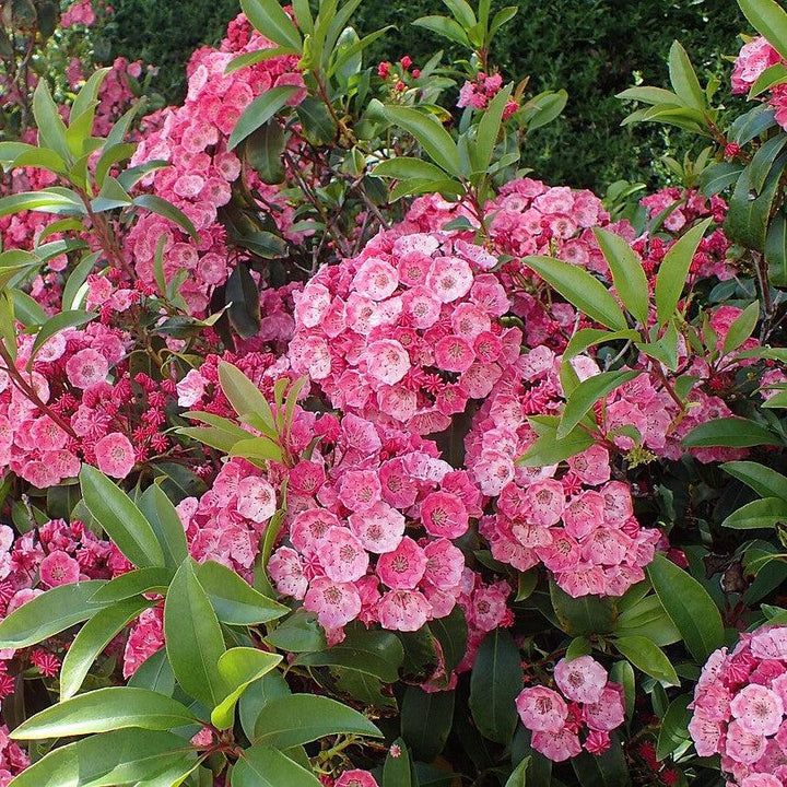 Kalmia latifolia 'Sarah' ~ Sarah Mountain Laurel-ServeScape