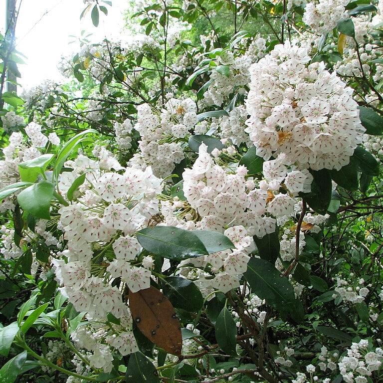 Kalmia latifolia ~ Mountain Laurel-ServeScape