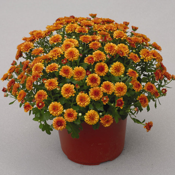 Chrysanthemum x morifolium 'Katelli Bronze' ~ Katelli Bronze Mum-ServeScape