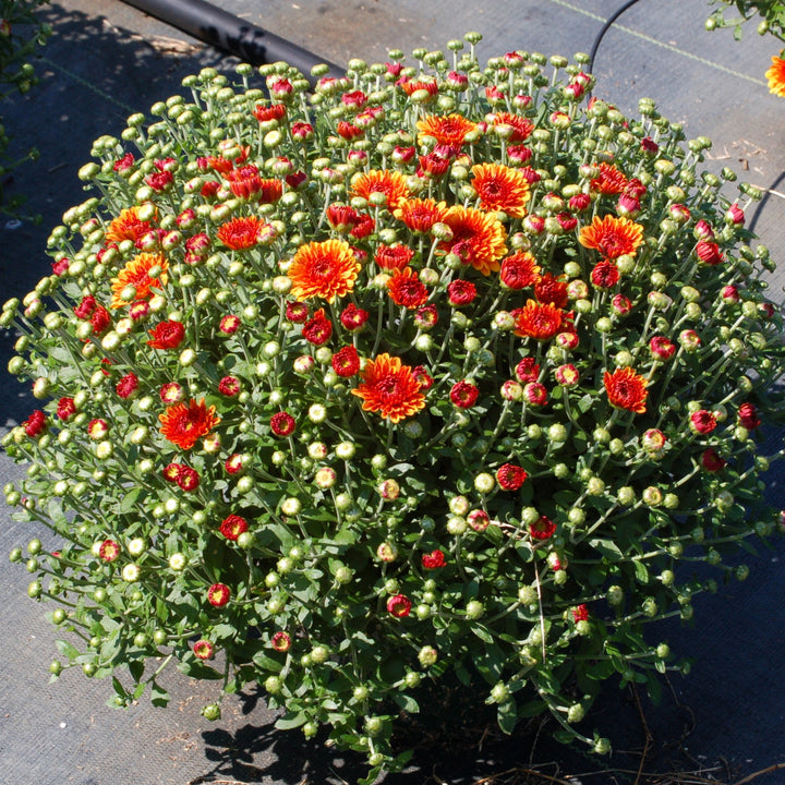 Chrysanthemum x morifolium 'Katelli Bronze' ~ Katelli Bronze Mum-ServeScape