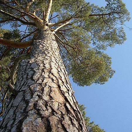 Pinus sylvestris ~ Scotch Pine-ServeScape