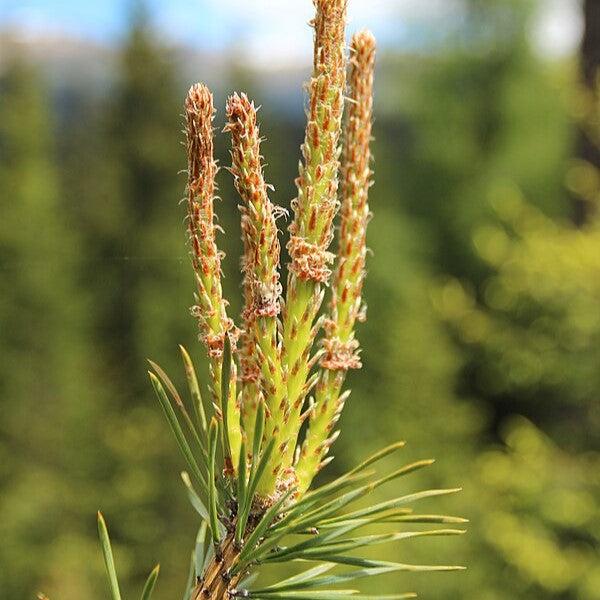 Pinus sylvestris ~ Scotch Pine-ServeScape