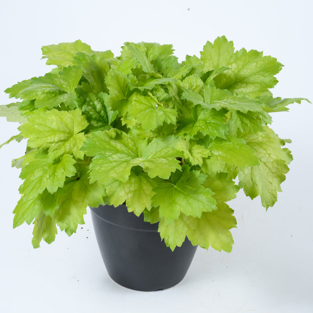 Heuchera 'Kira Green Tea' ~ Kira™ Green Tea Heuchera