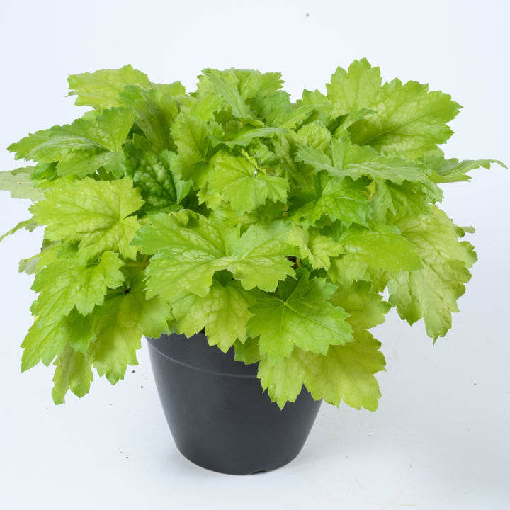 Heuchera 'Kira Green Tea' ~ Kira™ Green Tea Heuchera