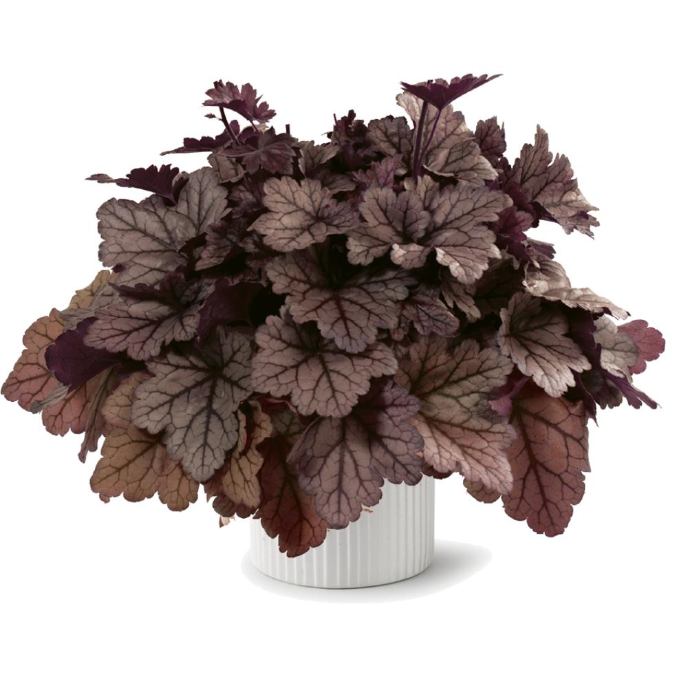 Heuchera 'Kira Jersey' ~ Kira™ Jersey Heuchera-ServeScape