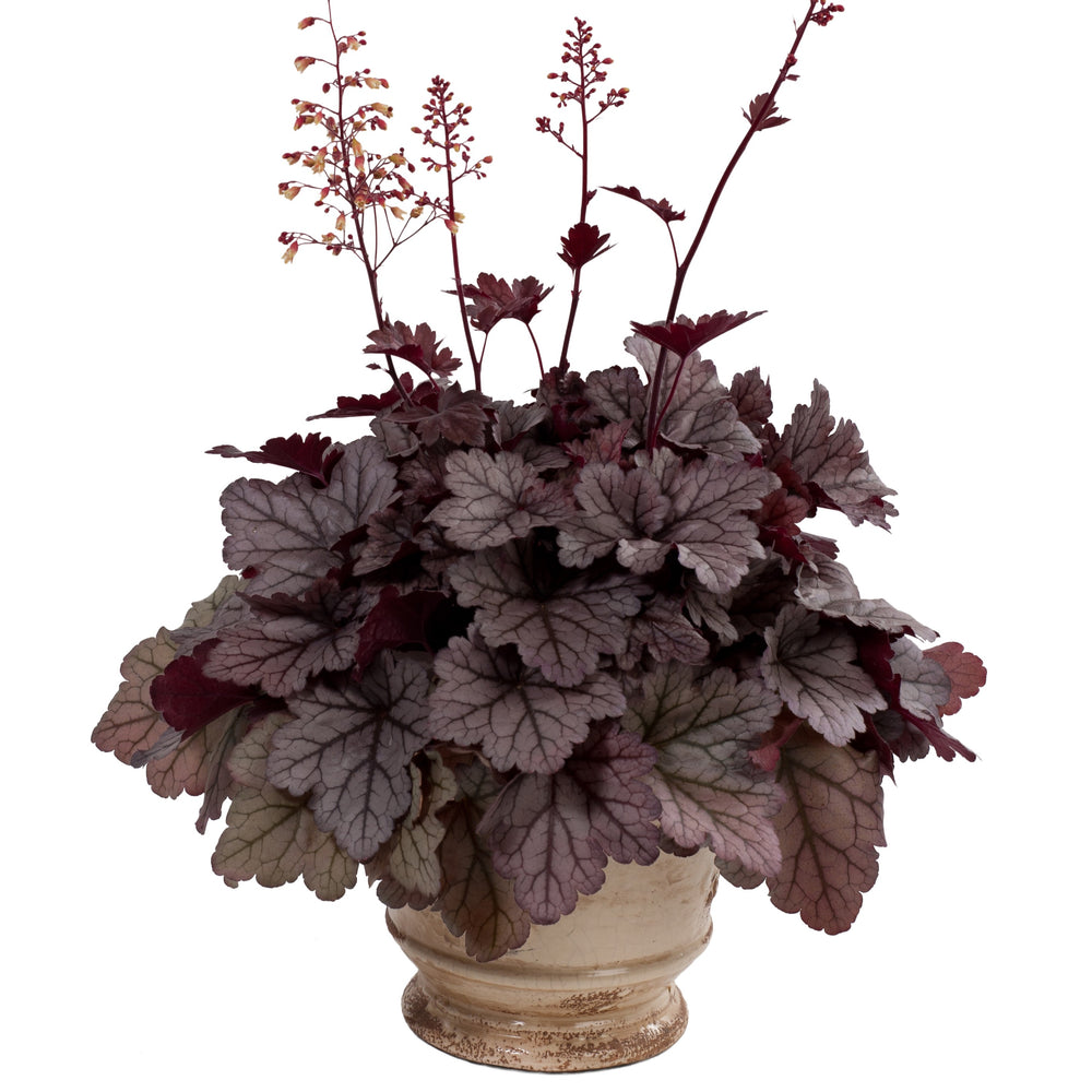 Heuchera 'Kira Jersey' ~ Kira™ Jersey Heuchera-ServeScape