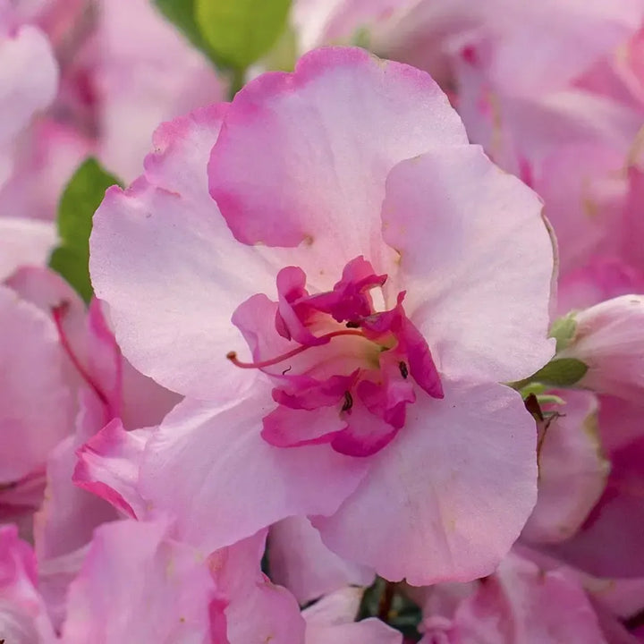 Rhododendron ‘Roblezp’ PP36883 ~ Encore® Autumn Kiss™ Azalea-ServeScape