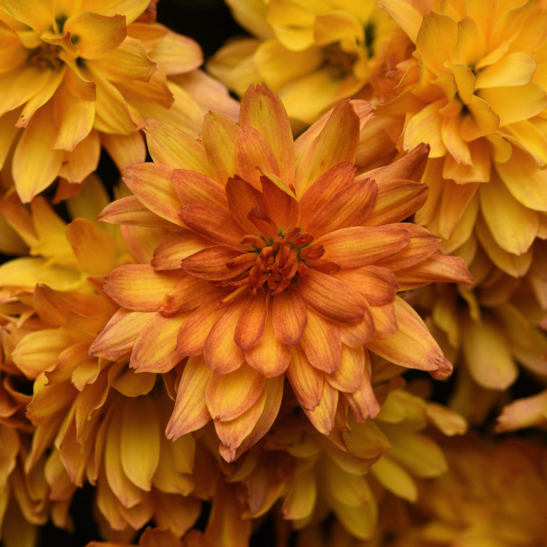 Chrysanthemum x morifolium 'Kizzmet Golden Yellow' ~ Kizzmet Golden Yellow Mum-ServeScape
