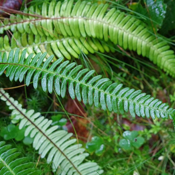 Struthiopteris spicant ~ Deer Fern, Hard Fern-ServeScape