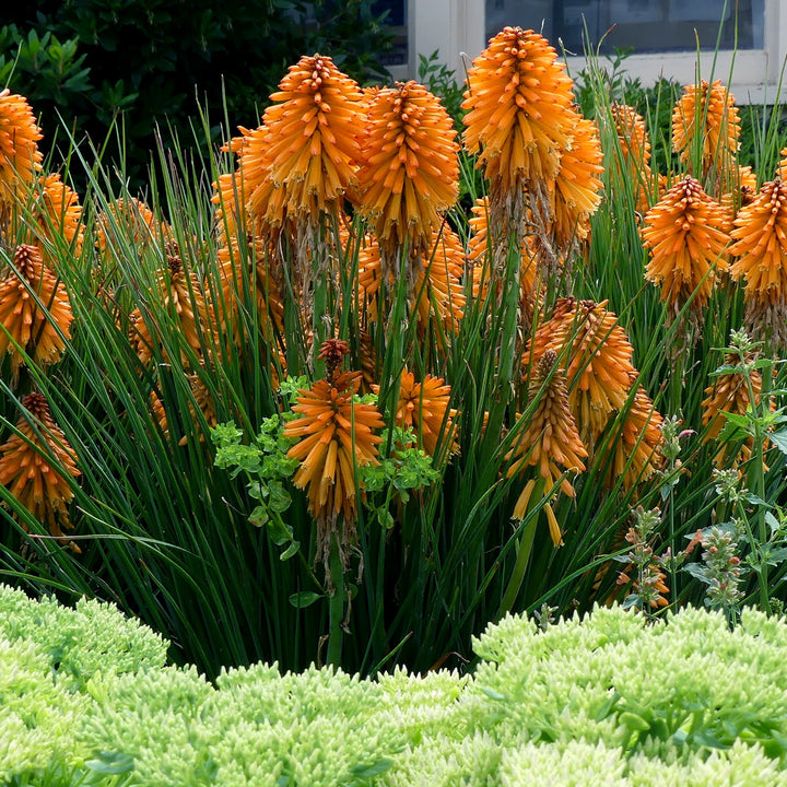 Kniphofia 'Poco Orange' ~ Poco™ Orange Dwarf Red Hot Poker-ServeScape